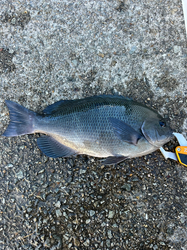 グレの釣果