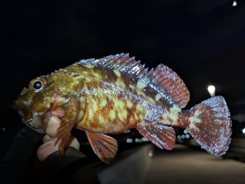 カサゴの釣果