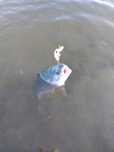 ニジマスの釣果