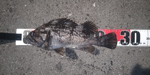 クロソイの釣果