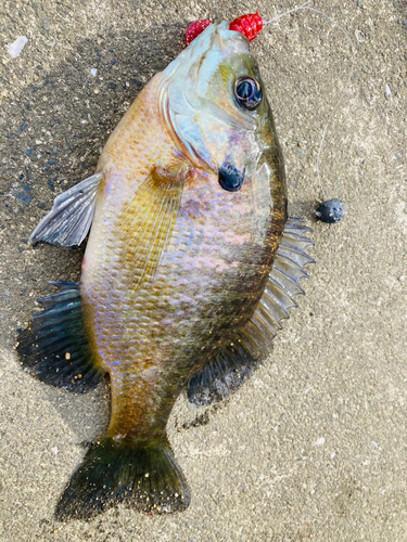 ブルーギルの釣果