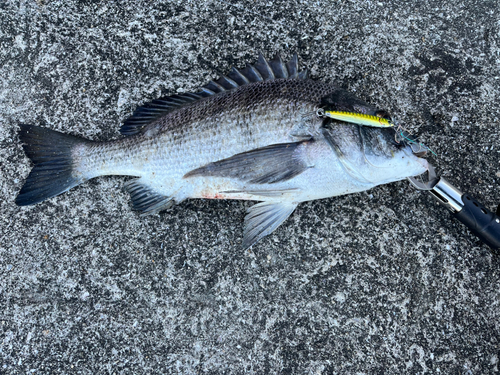 チヌの釣果