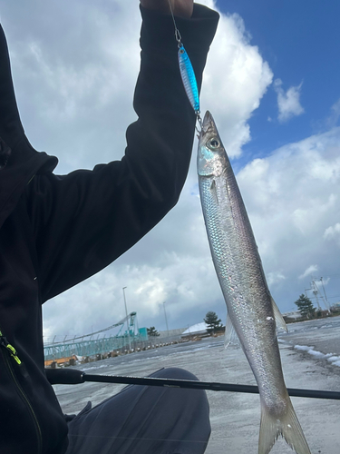 カマスの釣果