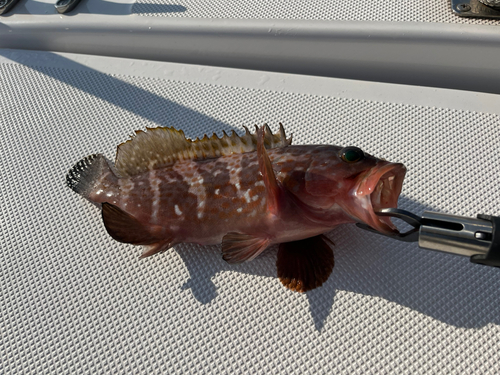 アコウの釣果