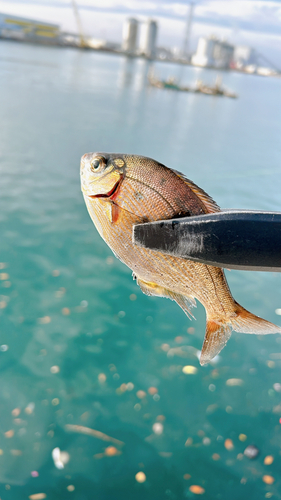 ウミタナゴの釣果