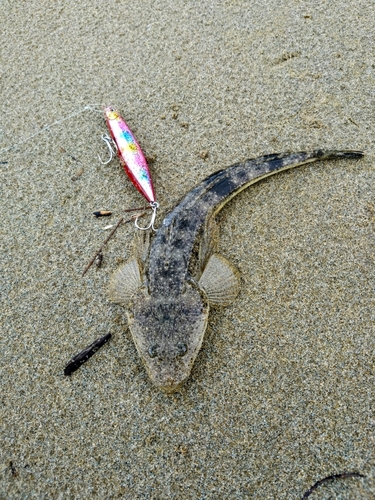 マゴチの釣果