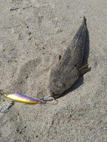 マゴチの釣果