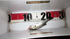 セイゴ（マルスズキ）の釣果
