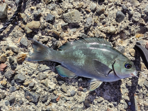 メジナの釣果