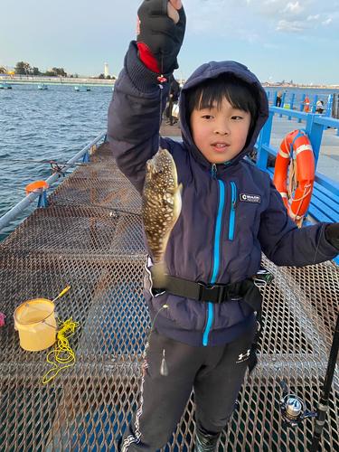 ショウサイフグの釣果