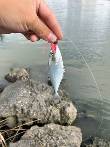 ミナミイケカツオの釣果