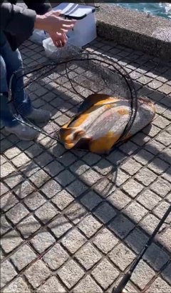 アカエイの釣果