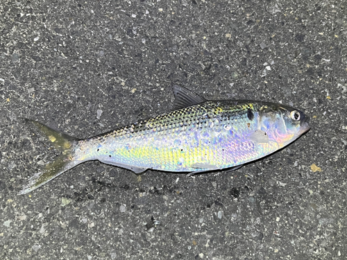 コノシロの釣果