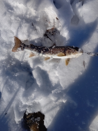 アメマスの釣果