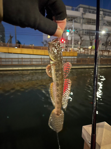 ハゼの釣果