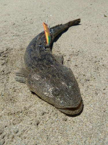 マゴチの釣果