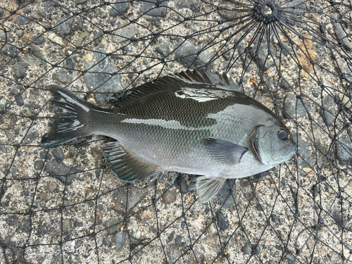 メジナの釣果