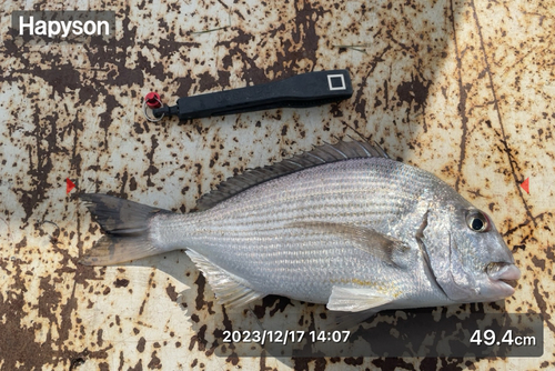 ヘダイの釣果