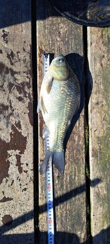 ヘラブナの釣果