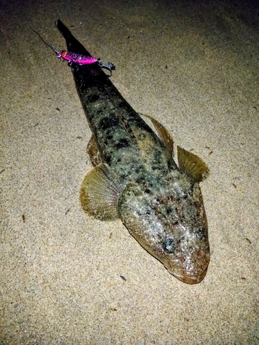 マゴチの釣果