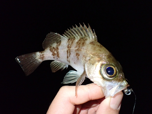 セイゴ（ヒラスズキ）の釣果