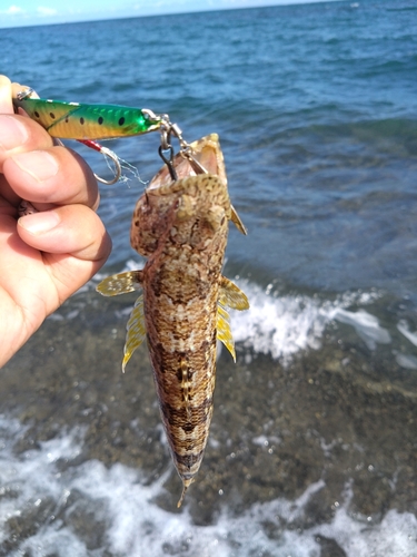 エソの釣果