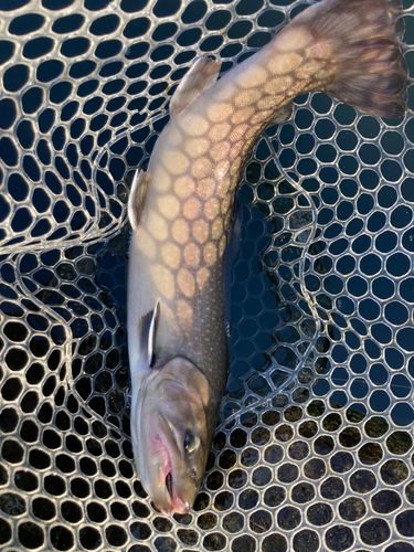 イワナの釣果