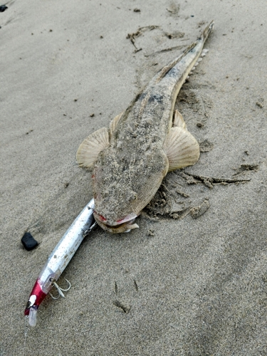 マゴチの釣果