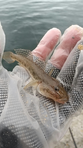 ハゼの釣果