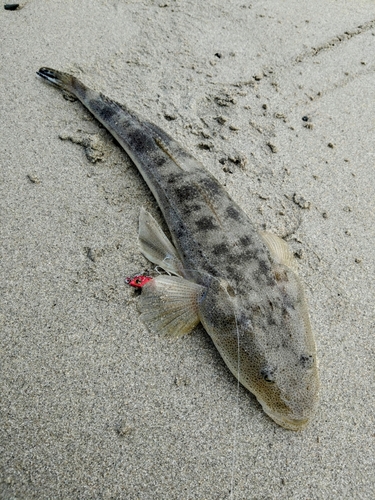 マゴチの釣果