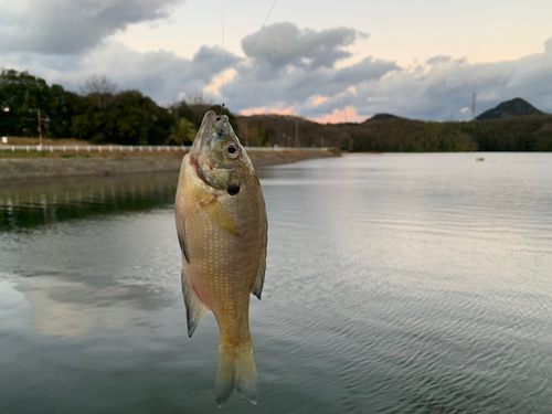 ブルーギルの釣果