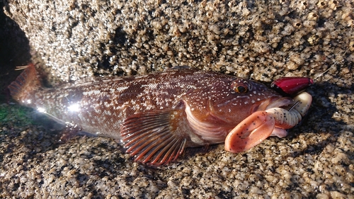 アイナメの釣果