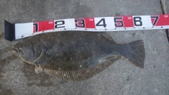 ヒラメの釣果