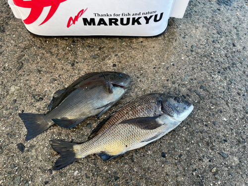 チヌの釣果