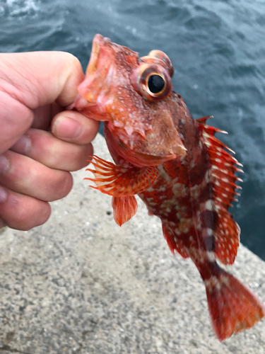 カサゴの釣果