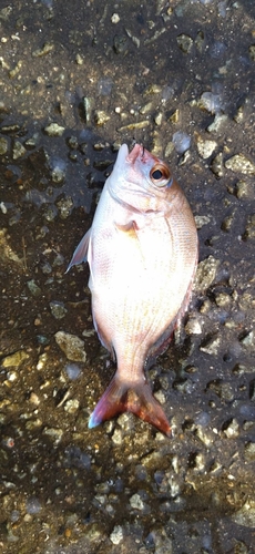 チャリコの釣果