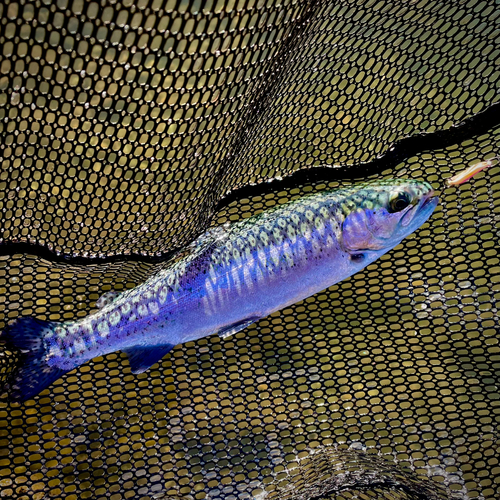 ニジマスの釣果