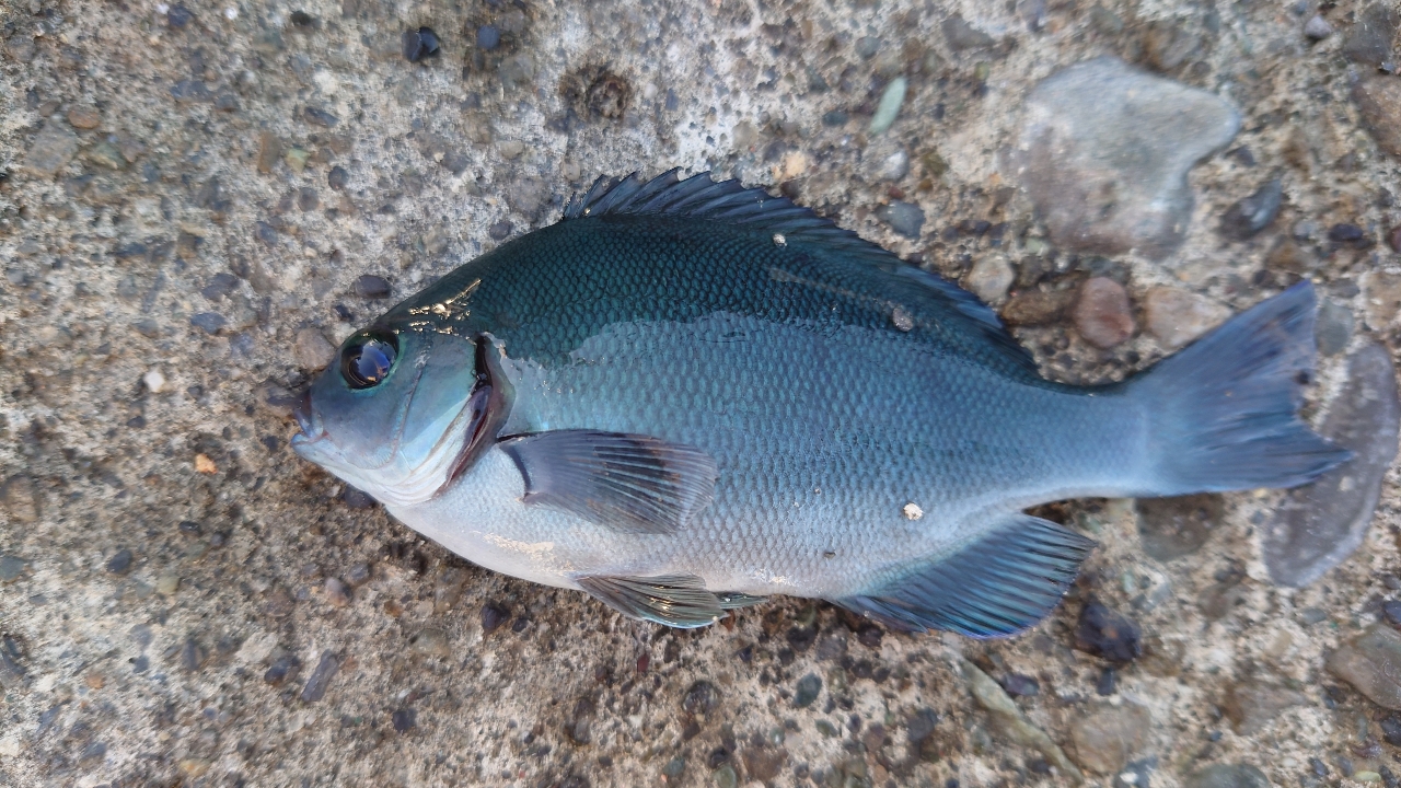 アカカマス