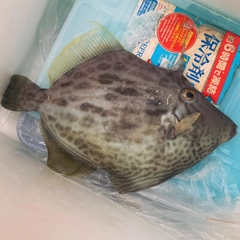 カワハギの釣果