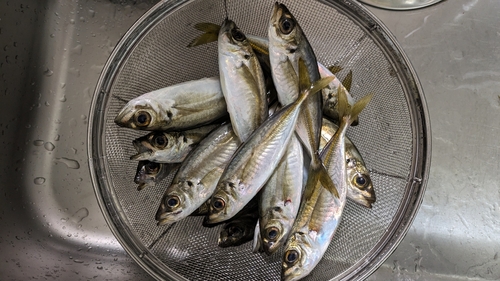 アジの釣果