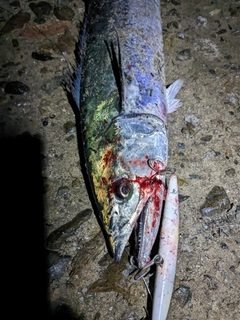 サワラの釣果