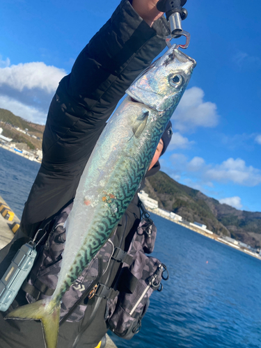 サバの釣果