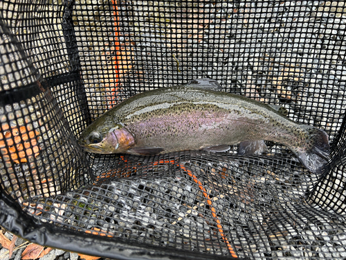 ニジマスの釣果