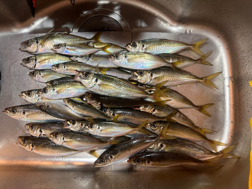 アジの釣果