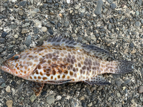 オオモンハタの釣果