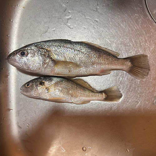 イシモチの釣果