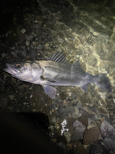 マルスズキの釣果