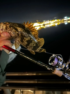 ベッコウゾイの釣果