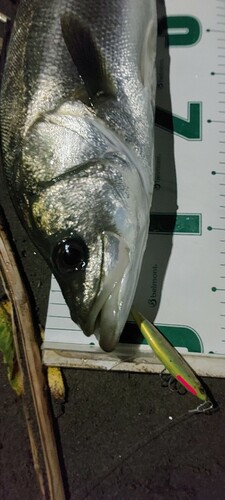 シーバスの釣果