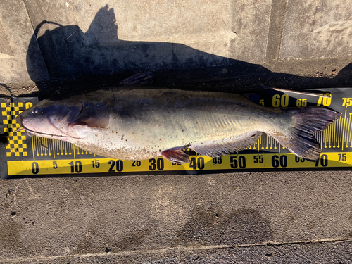 アメリカナマズの釣果